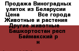 Продажа Виноградных улиток из Беларусии › Цена ­ 250 - Все города Животные и растения » Другие животные   . Башкортостан респ.,Баймакский р-н